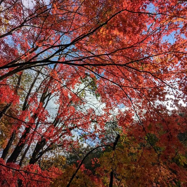 奧入瀨溪流的賞楓秘境：蔦川砂防公園
