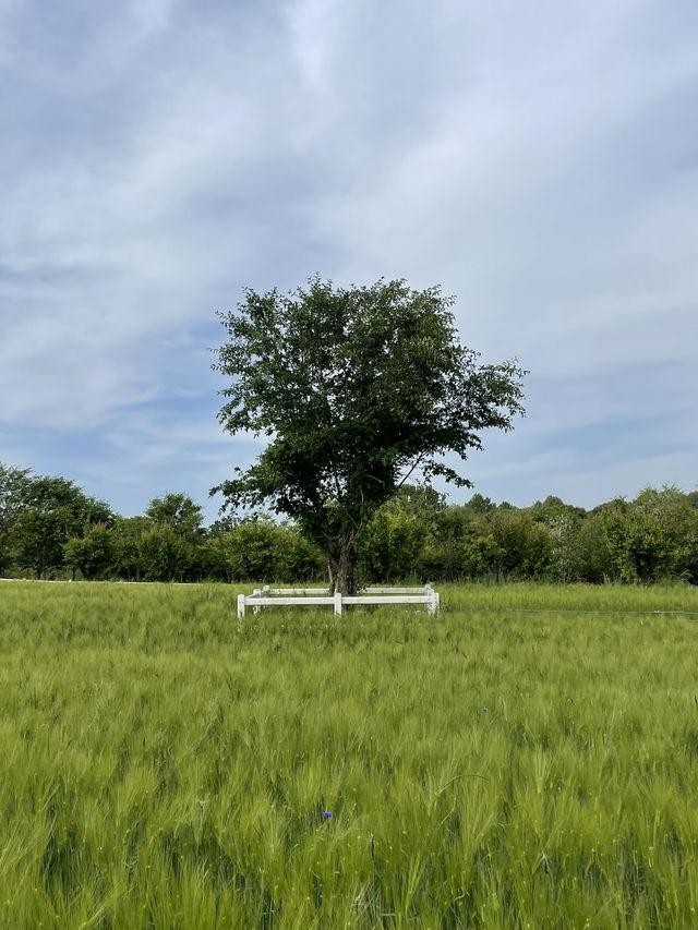 당진 근처 푸릇한🌱목장! 아그로랜드 태신목장
