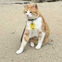 瀨戶內海單車旅行