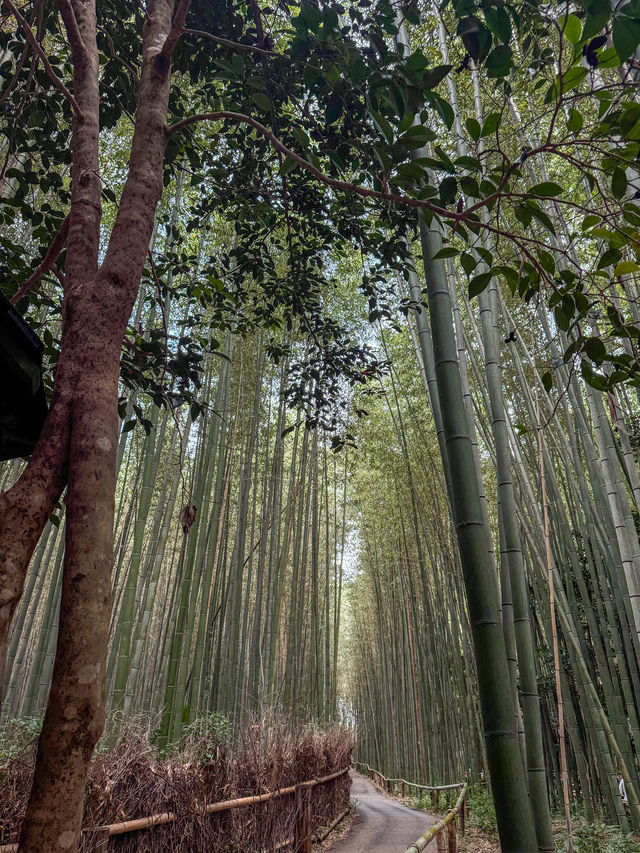 京都嵐山｜看自然美景、竹林小徑不錯的觀光景點