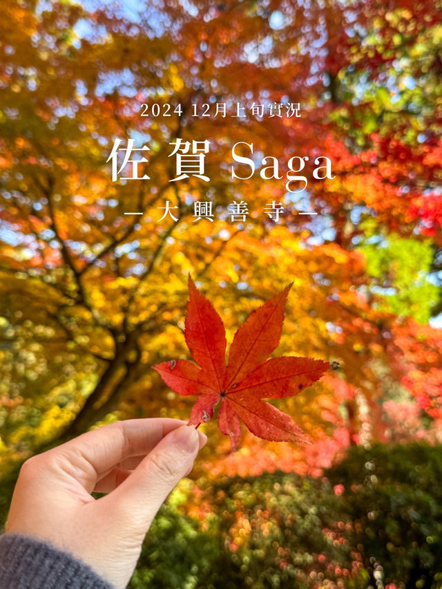 #日本紅葉實況 佐賀県大興善寺超美楓葉🍁