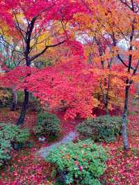 京都紅葉🍁嵯峨野の紅葉の名所🍁宝筐院🥰