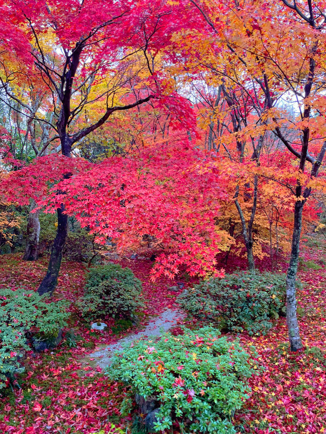 京都紅葉🍁嵯峨野の紅葉の名所🍁宝筐院🥰