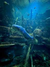 ［田納西旅遊］Tennessee Aquarium-心目中第一名的水族館🐠🦈🪼🐊🦋