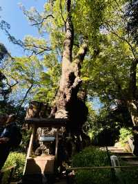 【日本伊東】來宮神社：日本能量景點，樹齡超過2000年的巨楠