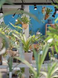 【東京】八丈島のトロピカル空間🪴たくさんの植物がお得に揃う！お土産にもおすすめ◎ 