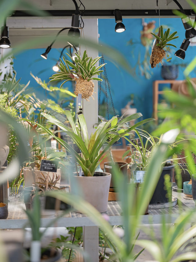 【東京】八丈島のトロピカル空間🪴たくさんの植物がお得に揃う！お土産にもおすすめ◎ 