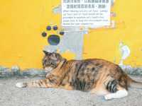 瑞芳猴硐貓村🐱台灣最可愛的貓貓都在這裡了吧！