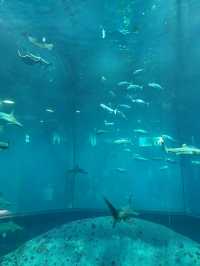 Dive into Discovery: A Day at Tokyo Sea Life Park