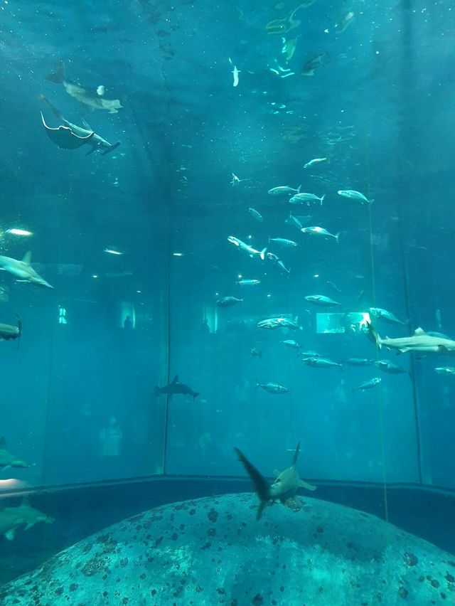 Dive into Discovery: A Day at Tokyo Sea Life Park