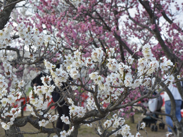春日的奇蹟：梅花盛景之旅 🌸✨