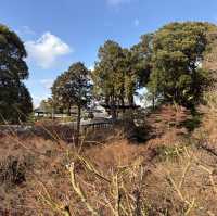 Kyoto was absolutely stunning and wins the hearts of millions