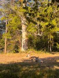 A Journey Through Nature’s Masterpiece: My Adventure at Khao Yai National Park