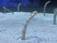 【すみだ水族館】