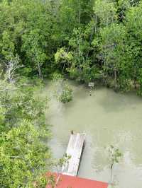 Discover Johor’s Hidden Mangrove Wonderland: Pulau Kukup