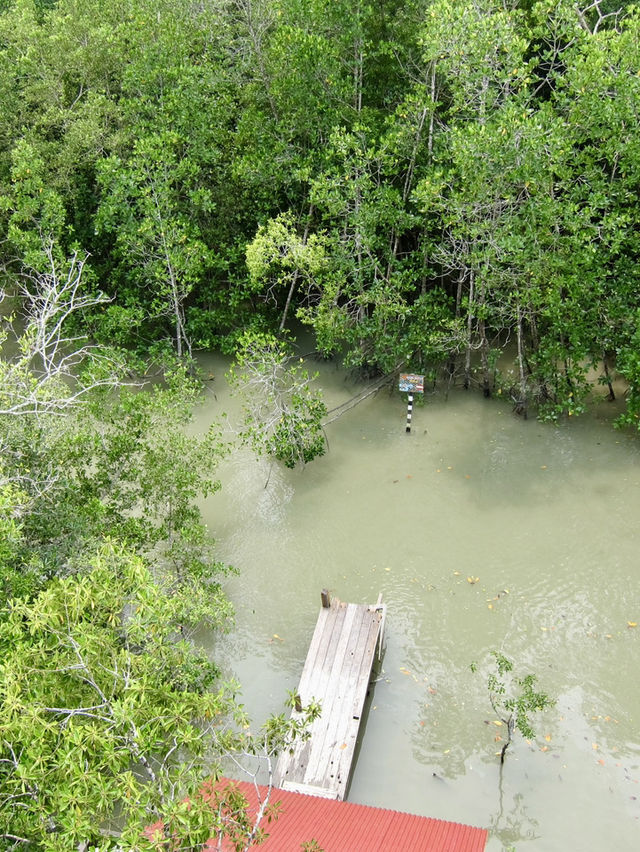 Discover Johor’s Hidden Mangrove Wonderland: Pulau Kukup