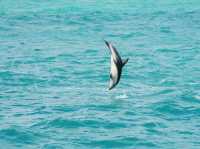 Dolphin swimming in KaiKoura
