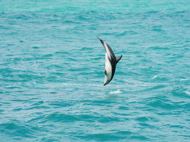 Dolphin swimming in KaiKoura