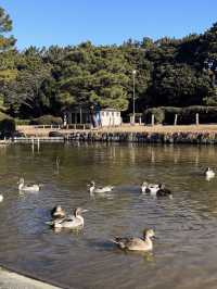 Inage seaside park มา park ที่เห็น FUJI🗻