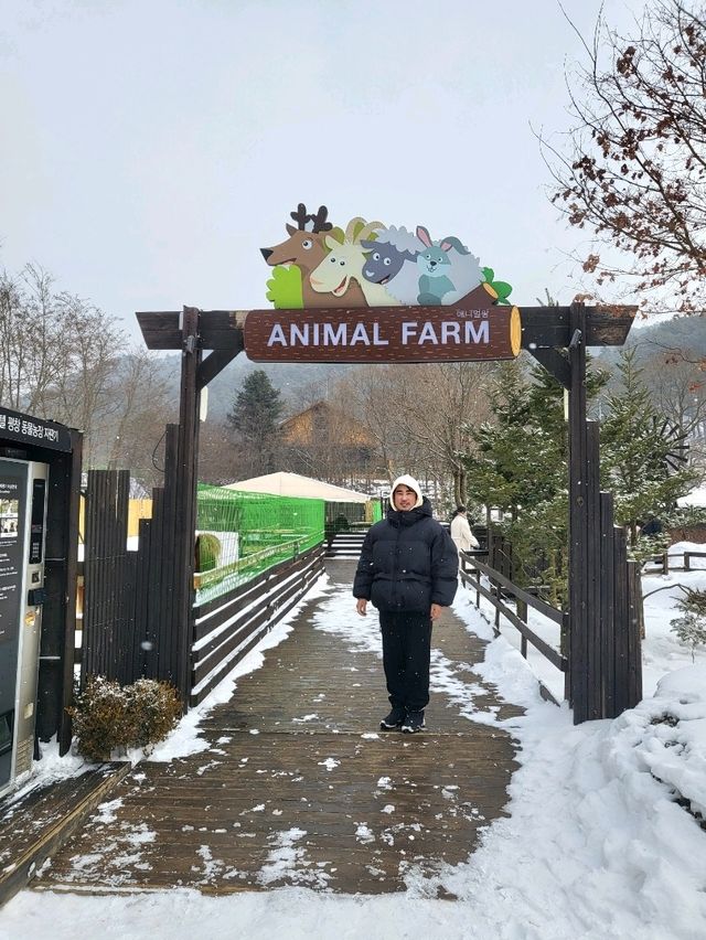 무료로 즐기는 동물농장이 있는 켄싱턴평창