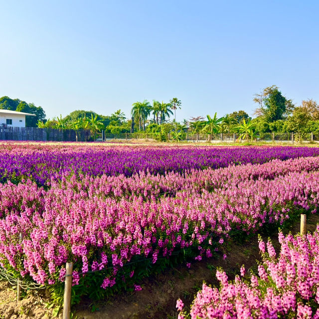 สวนดอกไม้ ไอ เลิฟ ฟลาวเวอร์