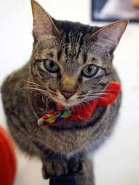 A Purr-fect Afternoon with a Dozen Cats at The Cat Café Bugis
