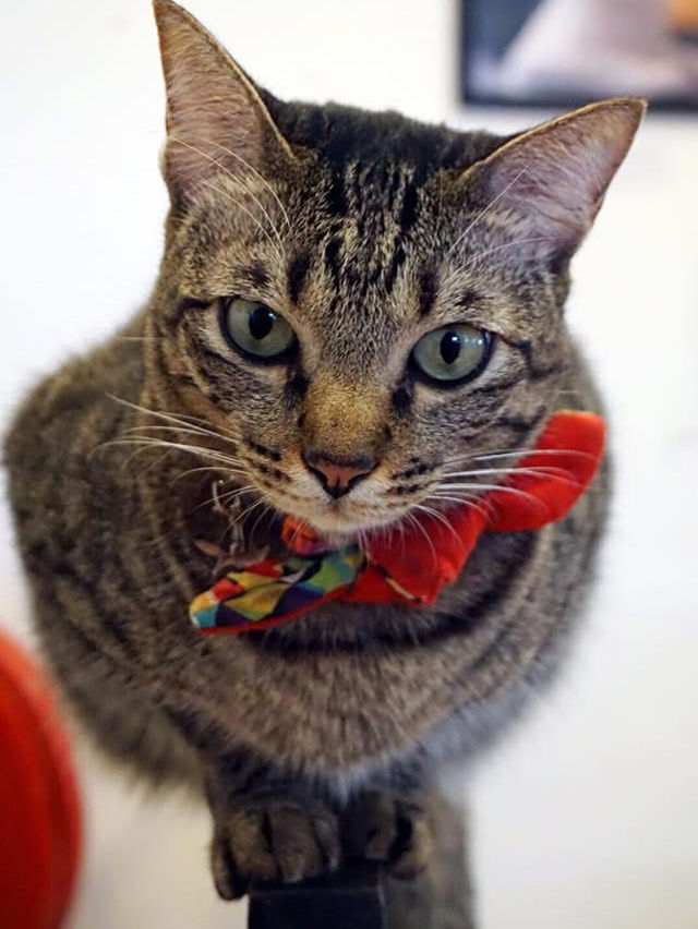 A Purr-fect Afternoon with a Dozen Cats at The Cat Café Bugis
