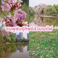 ชมพูพันธุ์ทิพย์สวนรถไฟ