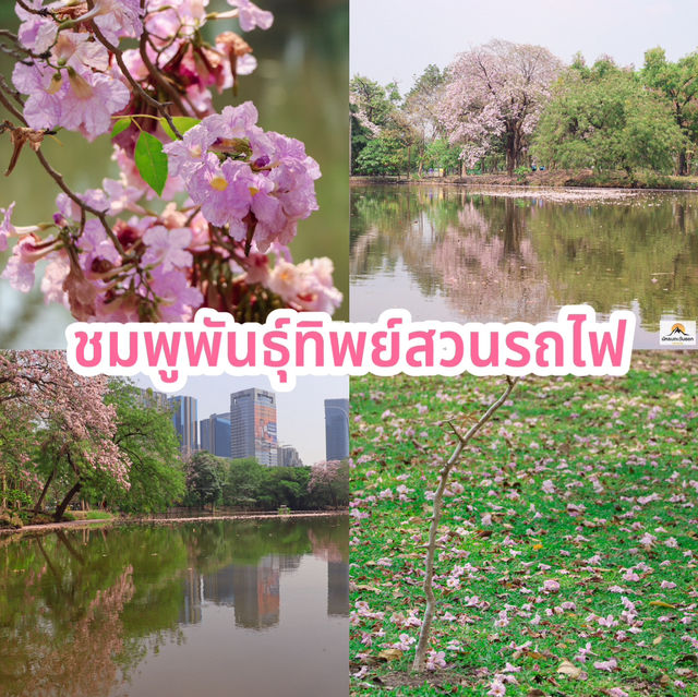 ชมพูพันธุ์ทิพย์สวนรถไฟ