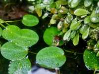台北走春賞櫻的好去處~樂活公園及內溝溪步道