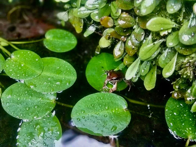 台北走春賞櫻的好去處~樂活公園及內溝溪步道