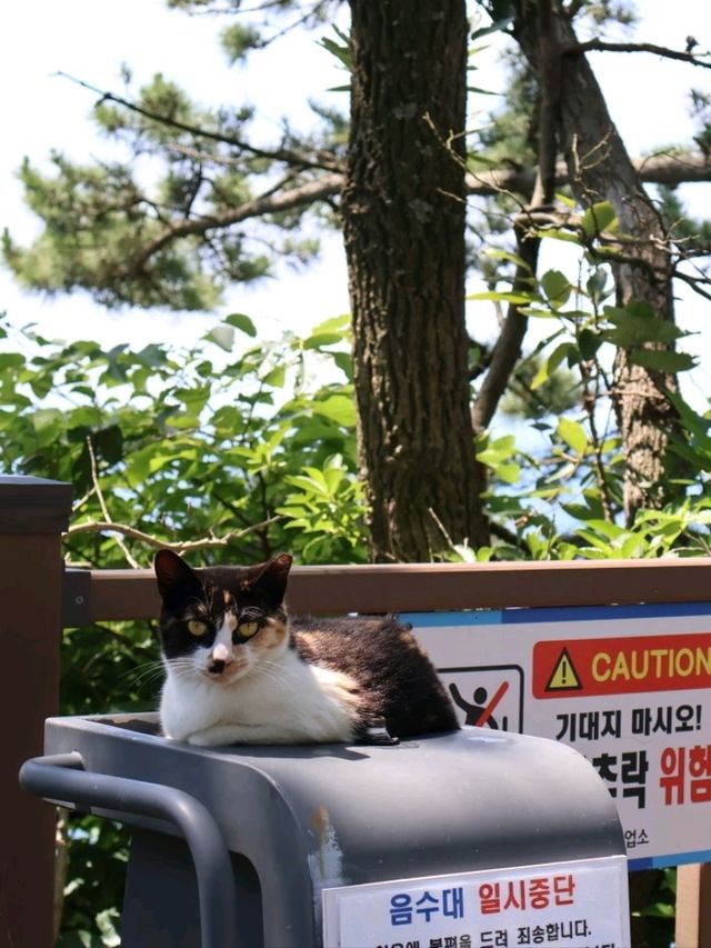 부산여행 영도 태종대 수국 명소(7월 방문 추천)