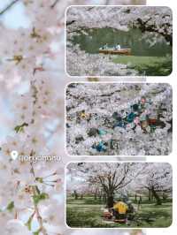 จุดชมซากุระHakodate
