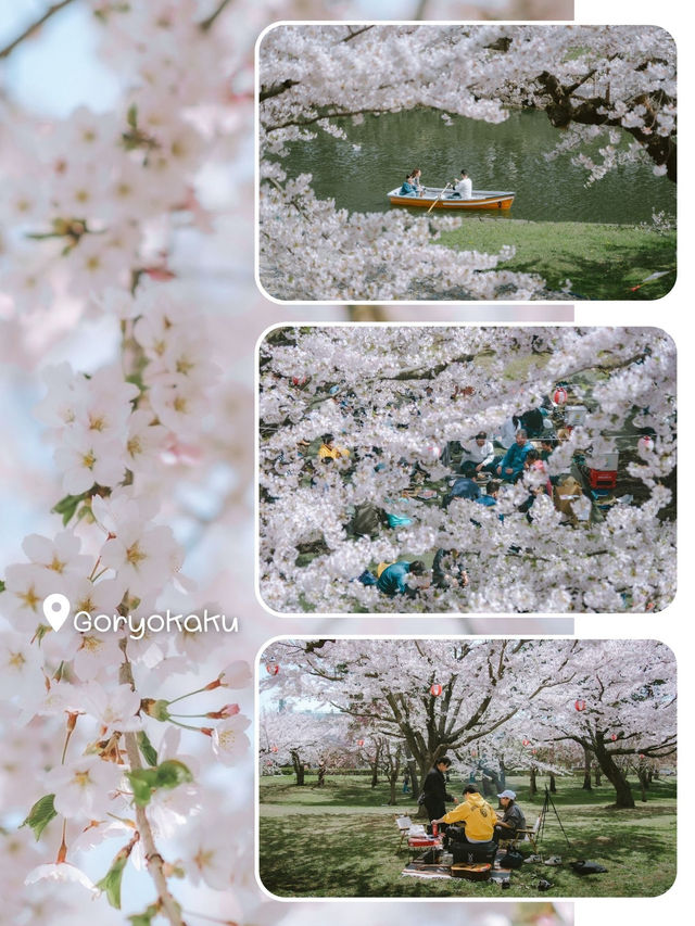 จุดชมซากุระHakodate