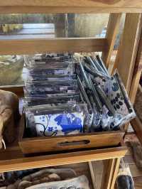 チェンマイ🇹🇭🐘と触れ合えるcafe