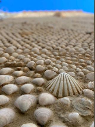 Peñíscola, symbol of maritime tradition and artisanal charm