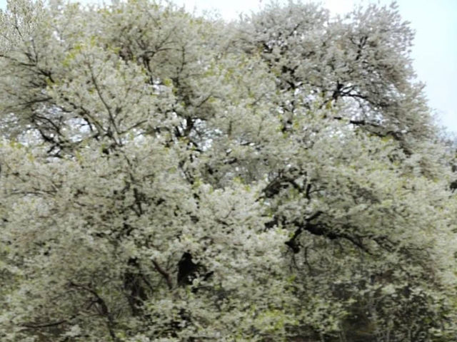 觀霧櫻王真霸氣，浪漫搖擺賞花像賞雪！