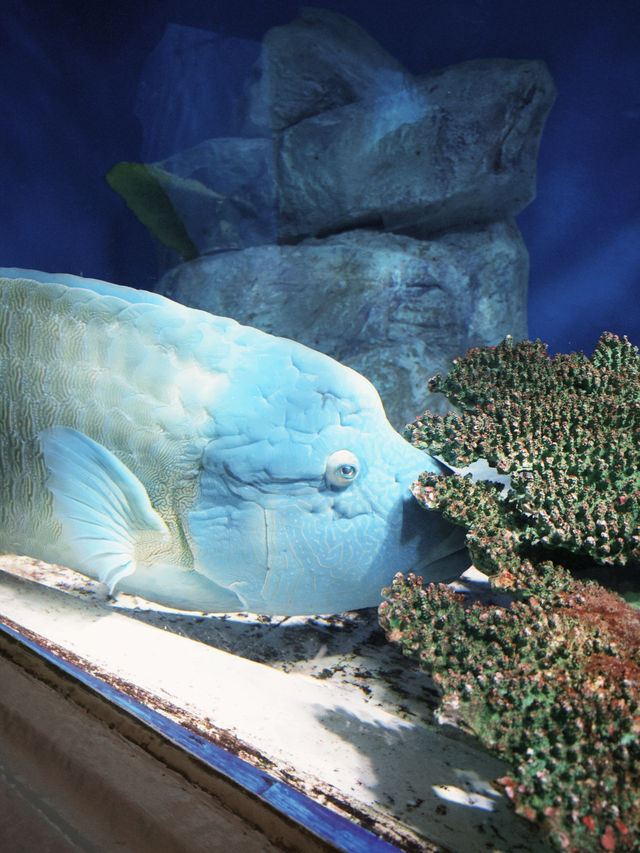 小樽除了運河還有水族館呀🩷