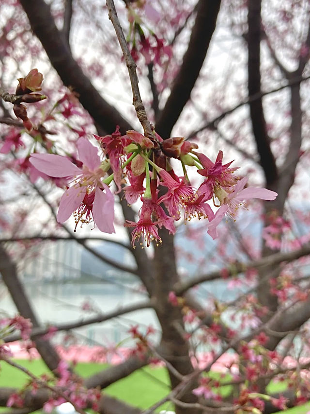 探索東涌櫻花海岸公園的春日魔力