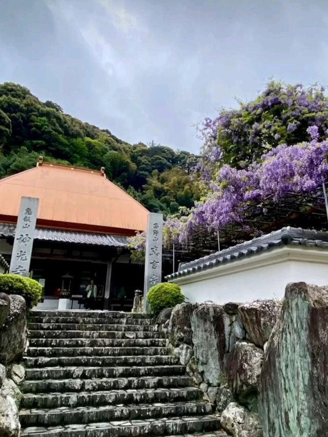 天に昇っているような藤