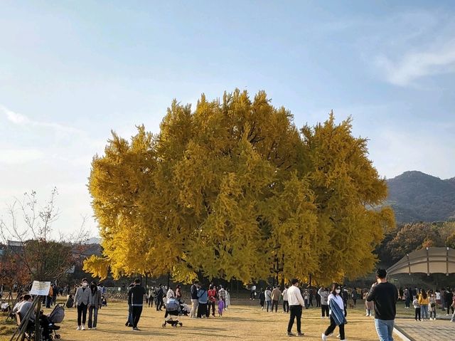 천년된 반계리은행나무