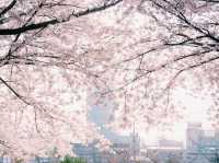 🌸 **釜山三樂江邊公園櫻花觀賞分享** 🌸