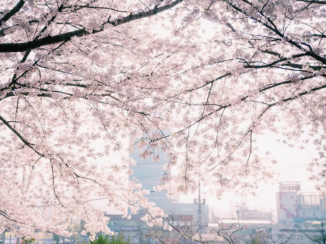 🌸 **釜山三樂江邊公園櫻花觀賞分享** 🌸