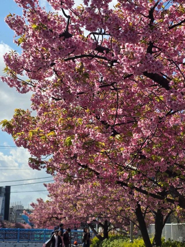 春日浪漫：東京木場公園的河津櫻與晴空塔的夢幻邂逅