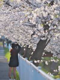 【埼玉】行かなきゃ損‼️駅近&穴場でエモさ溢れる桜撮影🌸📸※周辺観光情報付き