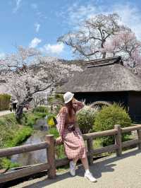 แจกแพลนเที่ยวญี่ปุ่น 4 วัน ชม Mt.Fuji & ซากุระฉ่ำๆ