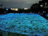 แสงสี ท่ามกลางธรรมชาติ ยามค่ำคืน ณ โอซาก้า