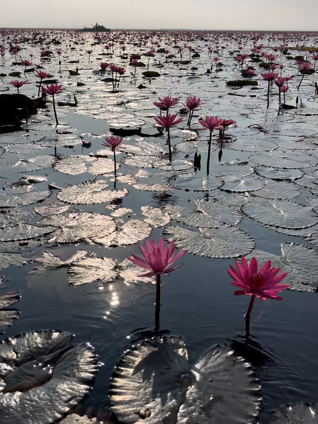 【タイ】一面ピンクの蓮の花が見れる湖【ウドンタニ】