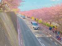 Chasing Sakura at Miurakaigan