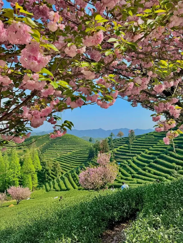 Chasing Sakura at Hangzhou